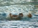 Thumbs/tn_DSC00185.jpg