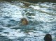 Thumbs/tn_DSC00188.jpg