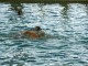 Thumbs/tn_DSC00310.jpg